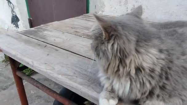 Gray Cat Resting Wooden Surface Keeps Track Prey — Stock Video