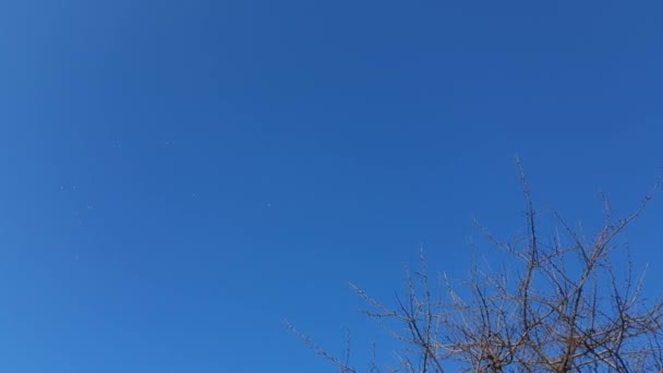 Błękitne Mroźne Zimowe Niebo Trend Kolorów 2020 Ptaki Przelatują Nad — Wideo stockowe