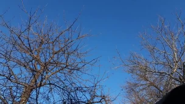 Blue Frosty Winter Sky Color Trend 2020 Birds Fly Tops — Stock Video