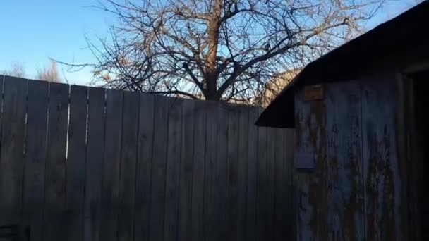 Old building, wooden fence and blue winter sky. Door with a bare paint, — Stock Video