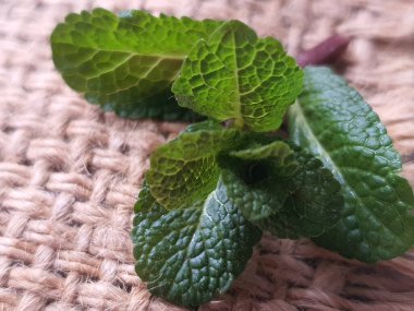 Çuval bezi üzerinde bir nane filizi var. Makro atış. Sağlıklı beslenme.