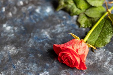 Anneler günü, kadınlar günü, sevgililer günü ya da koyu mavi bir arka planda doğum günü. Güller ve paket paketleri. Tebrik bayrağı, kart.