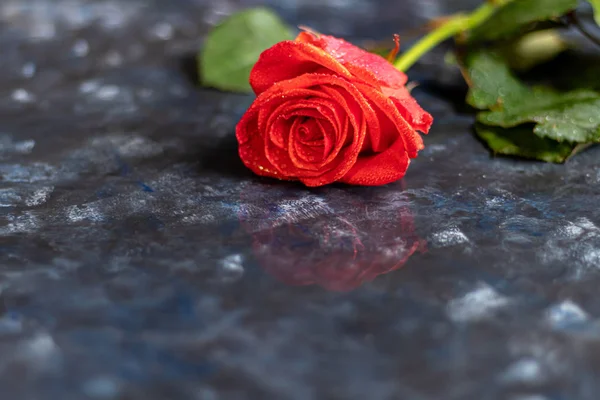 Muttertag, Frauentag, Valentinstag oder Geburtstag auf dunkelblauem Grund. Rosen und Kartonverpackungen. Glückwunschbanner, Karte. — Stockfoto