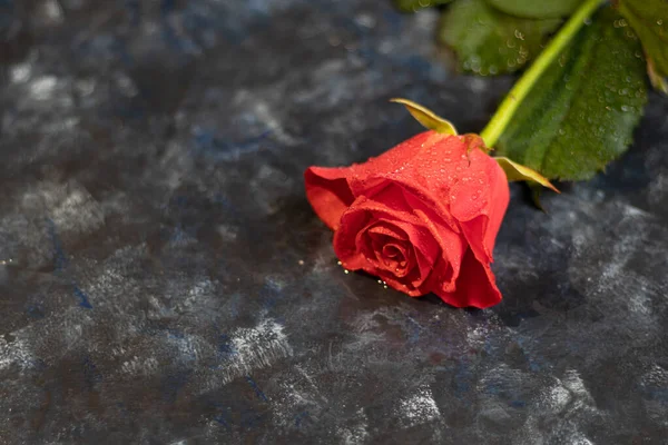 Muttertag, Frauentag, Valentinstag oder Geburtstag auf dunkelblauem Grund. Rosen und Kartonverpackungen. Glückwunschbanner, Karte. — Stockfoto