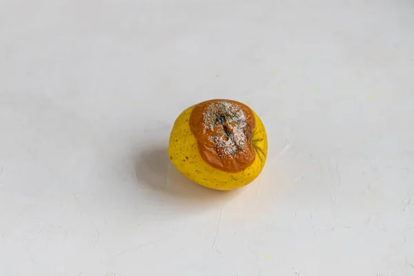 Το άσχημο φρούτο. Σάπιο μήλο που δεν ήταν αποθηκευμένο σύμφωνα με τα πρότυπα. Το καλούπι είναι γκρι. Σε ανοιχτό γκρι φόντο. — Φωτογραφία Αρχείου