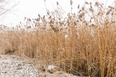 Winter nature. Winter is abnormal, water flows in the river and does not freeze. There was very little snow. Global warming. Ecological disaster.