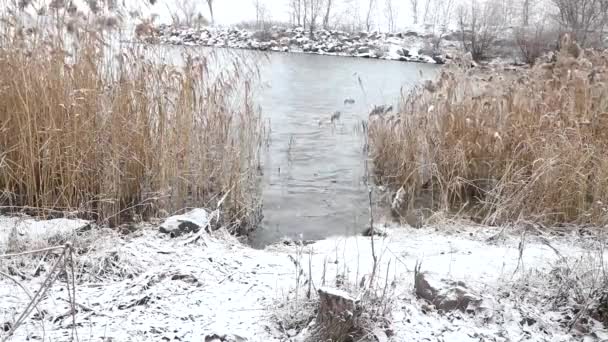 Natura Invernale Inverno Anomalo Acqua Scorre Nel Fiume Non Congela — Video Stock