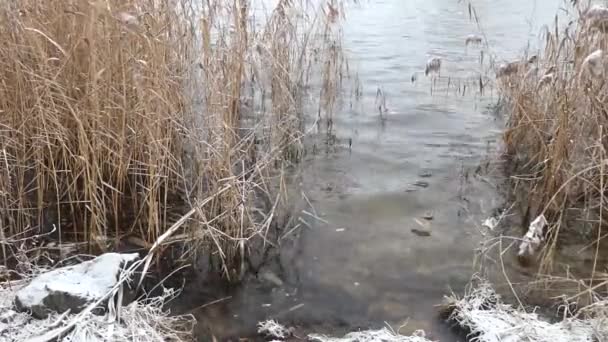 Zimowa Natura Nieprawidłowa Zima Woda Płynie Rzeki Nie Zamarza Było — Wideo stockowe
