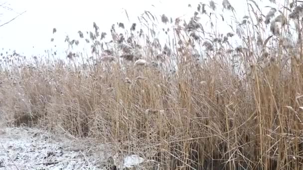 Зимняя Природа Аномальная Зима Вода Течет Реке Замерзает Снега Мало — стоковое видео