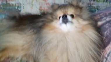 The red dog Spitz Pomeranets woke up, stretching, pawing his face, wants to play. Favorite of children. Copy space, banner posThe red dog Spitz Pomeranets woke up, stretching, pawing his face, wants to play. Favorite of children. 