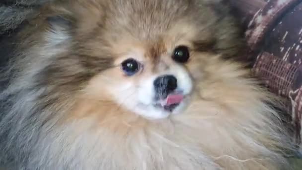 Red Dog Spitz Pomeranets Woke Stretching Pawing His Face Wants — 图库视频影像