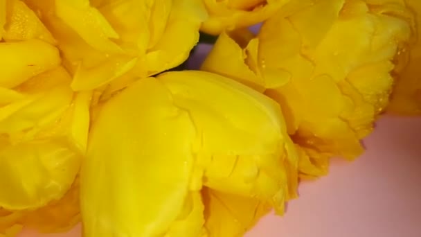 Bouquet de tulipes jaunes pour les vacances. Fête des femmes, Saint-Valentin, fête des noms. Sur fond rose .