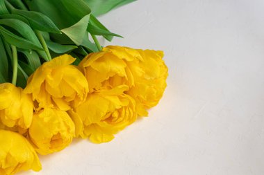 Tatil için sarı lale buketi. Kadınlar Günü, Sevgililer Günü, isim günü. Beyaz bir arkaplanda.