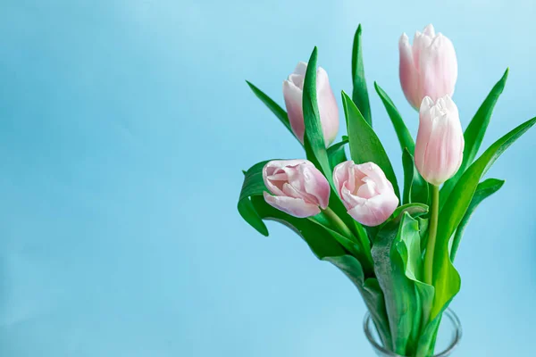 Bouquet of pink tulips for the holidays. Women's Day, Valentine's Day, name day. On a blue background. — ストック写真