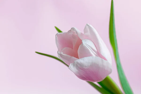 Букет розовых тюльпанов на праздники. Женский день, День Святого Валентина, именины. На розовом фоне . — стоковое фото