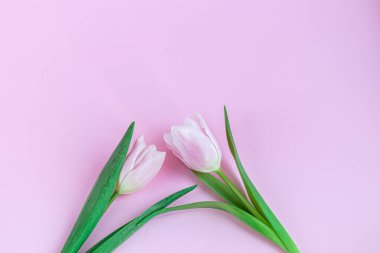 Bouquet of pink tulips for the holidays. Women's Day, Valentine's Day, name day. On a pink background.