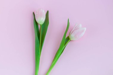 Bouquet of pink tulips for the holidays. Women's Day, Valentine's Day, name day. On a pink background.
