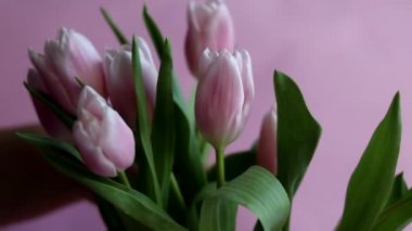 Bouquet of pink tulips for the holidays. Women's Day, Valentine's Day, name day. On a pink background. Copy space