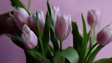 Bouquet of pink tulips for the holidays. Women's Day, Valentine's Day, name day. On a pink background. Copy space