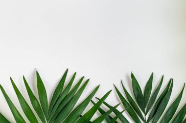Palm branches on a white background. Suitable for board, postcards.