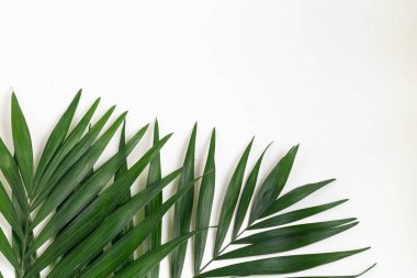 Palm branches on a white background. Suitable for board, postcards.