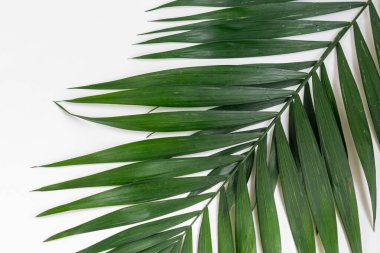 Palm branches on a white background. Suitable for board, postcards.