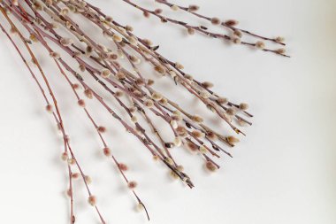 Willow branches with buds on a white background. Suitable for blackboard, postcard.