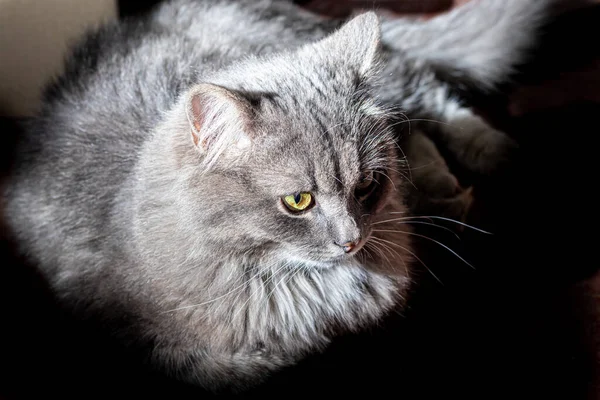 Gray fluffy domestic cat with huge yellow-green eyes. The concept of pets. Banner for the site. Resting.