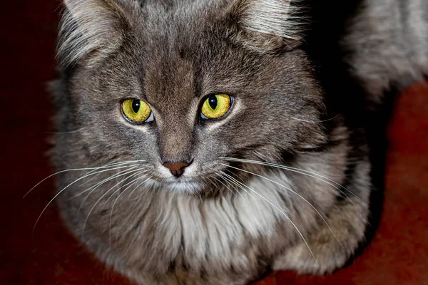 Gri Tüylü Sarı Yeşil Gözlü Evcil Kedi Evcil Hayvan Kavramı — Stok fotoğraf