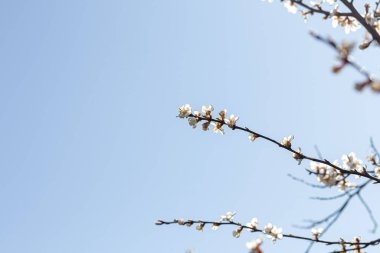 Baharın güzel çiçek kavramı, doğa. Çiçek açan kayısı makrosu dalları. Yumuşak bir odak noktası olan mavi bir gökyüzü. Doğa uyanıyor. Paskalya ve bahar kartları için. Boşluğu kopyala.