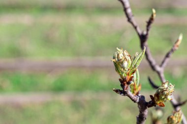 Baharın güzel çiçek kavramı, doğa. Çiçek açan kayısı makrosu dalları. Yumuşak bir odak noktası olan mavi bir gökyüzü. Doğa uyanıyor. Paskalya ve bahar kartları için. Boşluğu kopyala.
