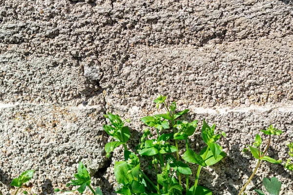 Gammal Betongvägg Naturlig Struktur Ljus Bakgrund Skuggorna Kopiera Utrymme — Stockfoto