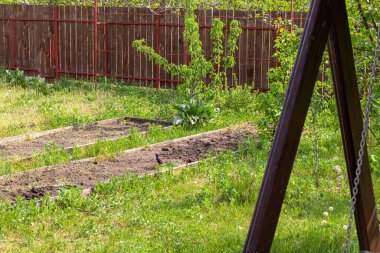 İlkbaharda, kuşlar kulübeye uçarlar, bu durumda, tarla kuşları ve sığırcıklar. İnsanlar onları besler. Yeşil, taze çimenler. Hayat hikayesi. Sıcak hava.