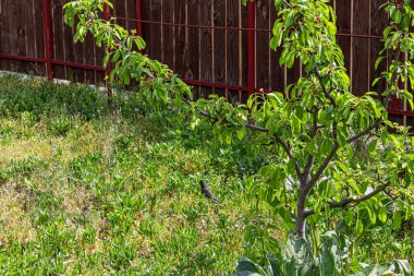 İlkbaharda, kuşlar kulübeye uçarlar, bu durumda, tarla kuşları ve sığırcıklar. İnsanlar onları besler. Yeşil, taze çimenler. Hayat hikayesi. Sıcak hava.
