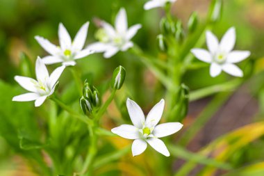 Bahçelerde ve ormanlarda bahar çiçekleri. Çiçek açan elma ağacı, kiraz ve kayısı meyveleri. Ağaç şakayıkları, kır çiçekleri. Yeşil yapraklar. Kartlar, pankartlar için.