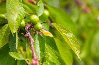 Bahçelerde ve ormanlarda bahar çiçekleri. Çiçek açan elma ağacı, kiraz ve kayısı meyveleri. Ağaç şakayıkları, kır çiçekleri. Yeşil yapraklar. Kartlar, pankartlar için.