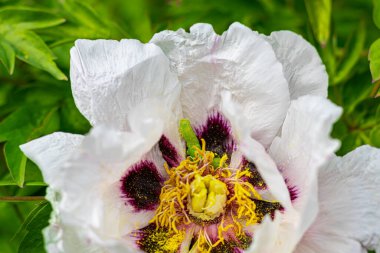 Bahçelerde ve ormanlarda bahar çiçekleri. Çiçek açan elma ağacı, kiraz ve kayısı meyveleri. Ağaç şakayıkları, kır çiçekleri. Yeşil yapraklar. Kartlar, pankartlar için.