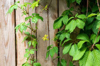 Eski kırsal ahşap yüzey. Arkaplan ve inşaat tahtaları. Kahverengi doku. Boşluğu kopyala