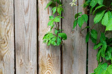 Eski kırsal ahşap yüzey. Arkaplan ve inşaat tahtaları. Kahverengi doku. Boşluğu kopyala