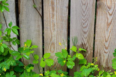 Eski kırsal ahşap yüzey. Arkaplan ve inşaat tahtaları. Kahverengi doku. Boşluğu kopyala