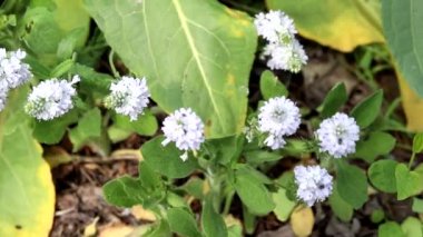 İlkbaharda, kuşlar kulübeye uçarlar, bu durumda, tarla kuşları ve sığırcıklar. İnsanlar onları besler. Yeşil, taze çimenler.