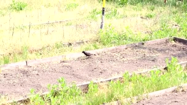 En primavera, las aves vuelan a la cabaña, en este caso, alondras y estorninos. La gente los alimenta. Verde, hierba joven . — Vídeo de stock