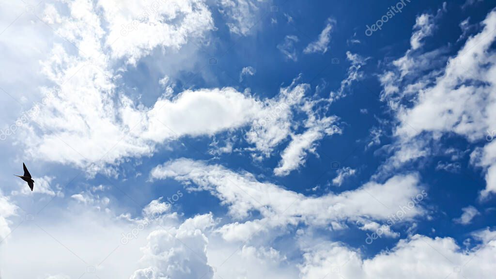 Blue sky with clouds, flying birds and green branches. Copy space.
