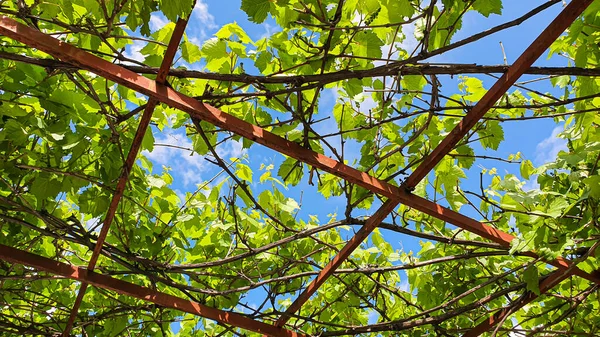 Våren Blommar Trädgårdar Och Skogar Blommande Äppelträd Frukter Körsbär Och — Stockfoto