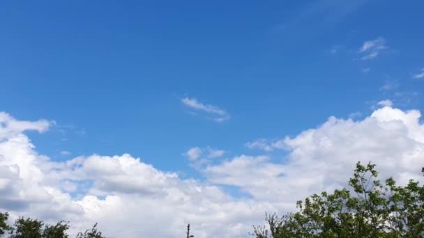 Голубое Небо Облаками Летающими Птицами Зелеными Ветвями Копирование Пространства — стоковое видео