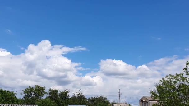 Голубое Небо Облаками Летающими Птицами Зелеными Ветвями Копирование Пространства — стоковое видео
