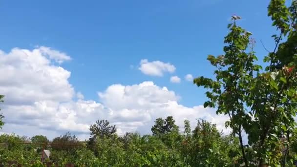 Céu Azul Com Nuvens Pássaros Voadores Ramos Verdes Espaço Cópia — Vídeo de Stock