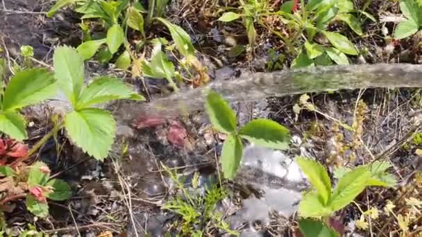 Bewässerungspflanzen Land Frühlingserdbeeren Ernten Reines Wasser — Stockvideo