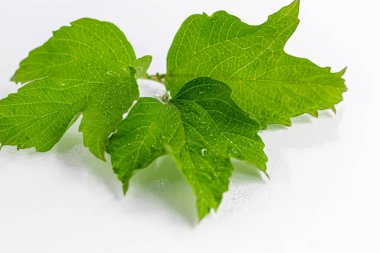 Beyaz zemin üzerinde su damlaları olan yeşil yapraklar. Tahtalar ve kartpostallar için uygun. Uzayı kopyala Yukarıdan görüntüle.