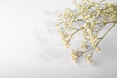 Beyaz arka planda beyaz kurumuş çiçekli dallar. Tahtalar ve kartpostallar için uygun. Uzayı kopyala Yukarıdan görüntüle.